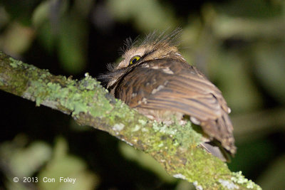 Frogmouth, Short-tailed @ Summit Trail