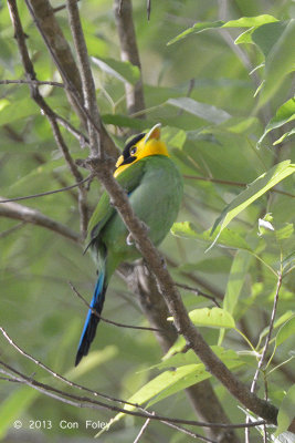 Broadbill, Long-tailed @ Sattal