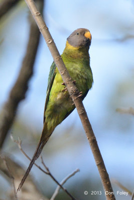 Parakeet, Plum-headed (female) @ Sattal
