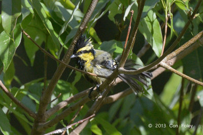 Tit, Black-lored @ Sattal