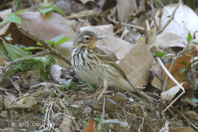 Pipit, Olive-backed @ Sattal