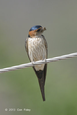 Swallow, Red-rumped @ Sattal