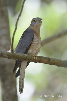 Cuckoo, Common Hawk @ Sattal