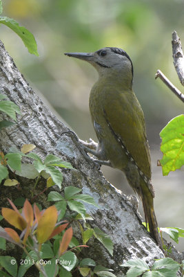 Woodpecker, Grey-headed (female) @ Sattal
