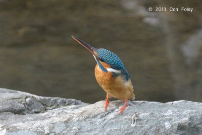 Kingfisher, Common @ Sattal