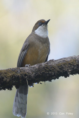 Laughingthrush, White-throated @ Pangot