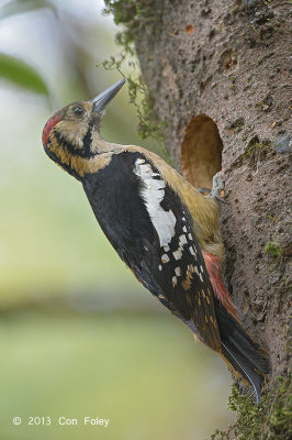 Woodpecker, Himlayan (male) @ Pangot