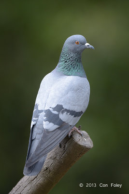 Pigeon, Rock @ Jungle Lore Lodge