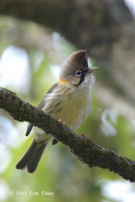 Yuhina, Whiskered @ Pangot