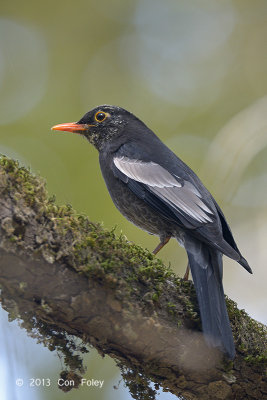 Blackbird, Grey-winged @ Pangot