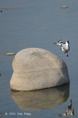 Kingfisher, Pied (male) @ Dhikala