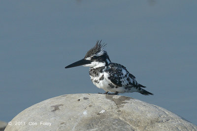 Kingfisher, Pied (male) @ Dhikala