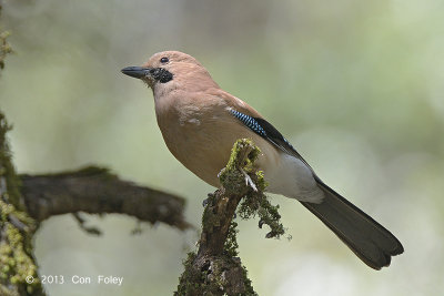 Jay, Eurasian @ Pangot