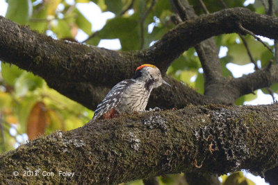 Woodpecker, Brown-fronted (male) @ Pangot