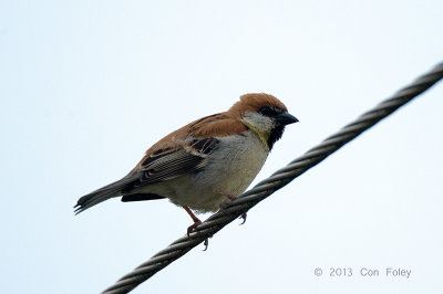 Sparrow, Russet @ Jungle Lore Lodge