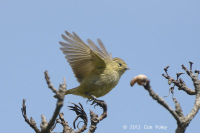 Tit, Yellow-browed @ Pangot