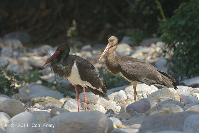 Stork, Black (adult & juvenile) @ Dhikala