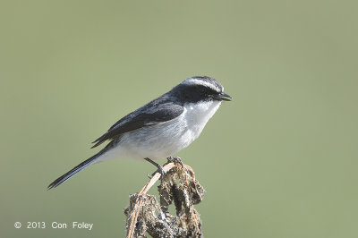 Bushchat, Grey