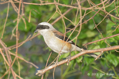 Shrike, Bay-backed @ Dhikala