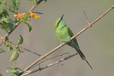 Bee-eater, Green @ Dhikala