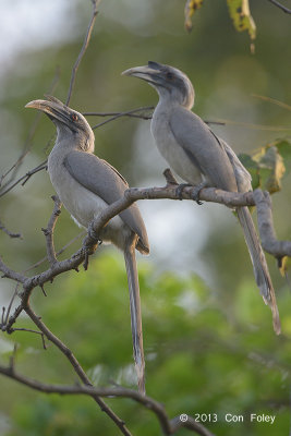 Hornbill, Grey (male on left, female on right) @ Corbett