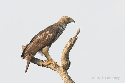 Eagle, Changeable Hawk (pale morph) @ Choa Chu Kang
