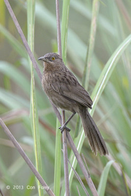 Babbler, Striated @ Kaziranga