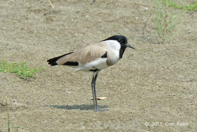 Lapwing, River @ Kaziranga