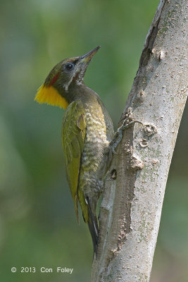 Yellownape, Lesser (male) @ Kaziranga