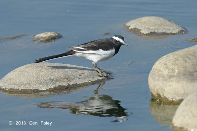 Wagtail, White-browed @ Dhikala