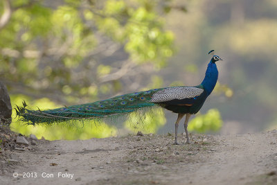 Peafowl, Indian