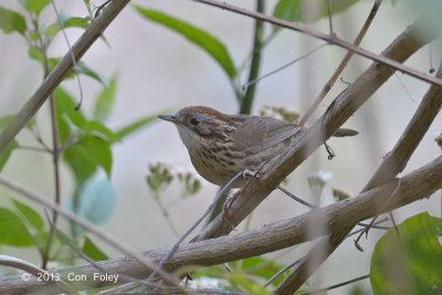 Babbler, Puff-throated @ Dhikala