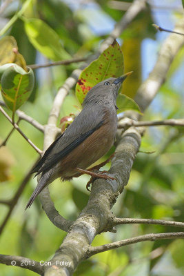 Starling, Chestnut-tailed @ Dhikala