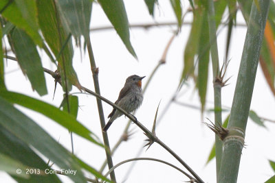 Flycatcher, Red-throated @ Deering Tea Estate