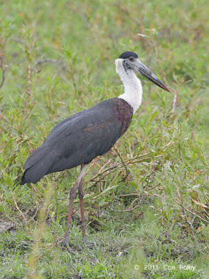 Stork, Woolly-necked @ Kaziranga