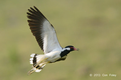 Lapwing, Red-wattled @ Kaziranga