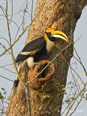 Hornbill, Great (male) @ Kaziranga