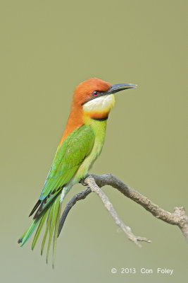 Bee-eater, Chestnut-headed @ Kaziranga