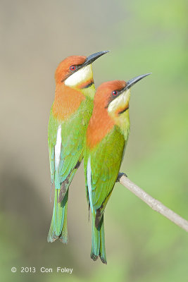 Bee-eater, Chestnut-headed @ Kaziranga