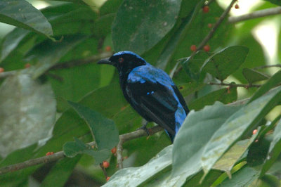 Bluebird, Asian-Fairy (male)