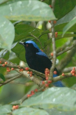 Bluebird, Asian-fairy (male)
