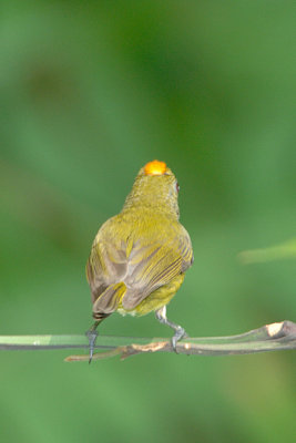 Flowerpecker, Yellow-breasted