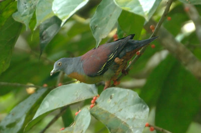 Pigeon, Little-green (male)