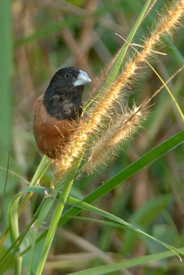 Munia, Black-headed