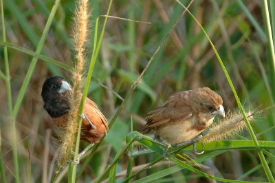 Munia, Black-headed