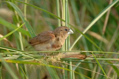 Munia, Black-headed (juvenile)