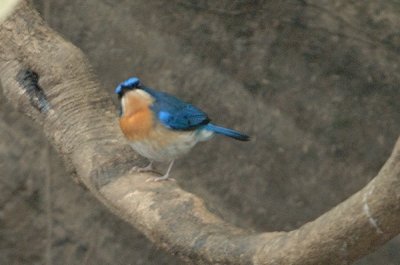 Flycatcher, Malaysian Blue (female) @ Menanggol River