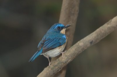 Flycatcher, Malaysian Blue (female) @ Menanggol River
