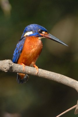 Kingfisher, Blue-eared @ Menanggol River