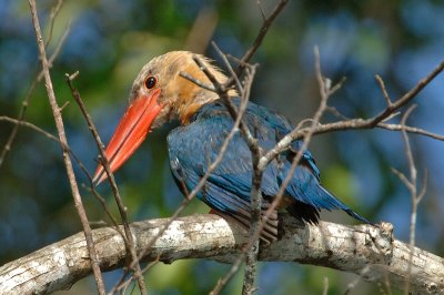 Kingfisher, Stork-billed @ Menanggol River